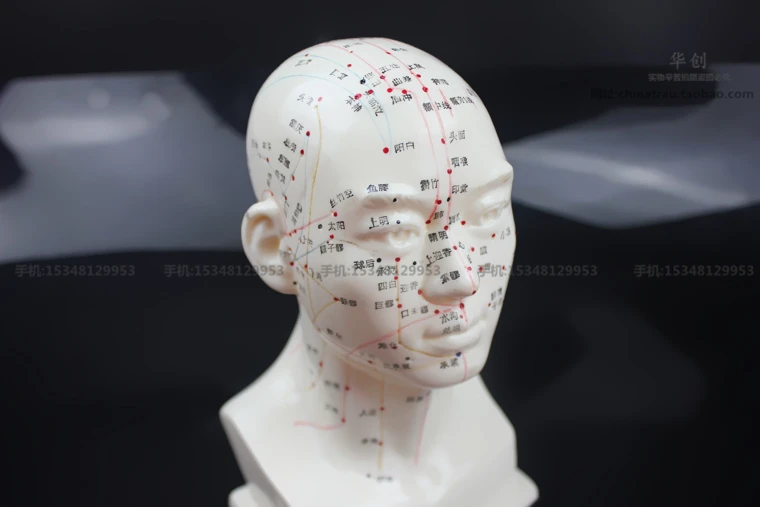 medical Head acupuncture model 22cm high definition face Facial Acupoint Acupuncture point model Head acupuncture teaching model