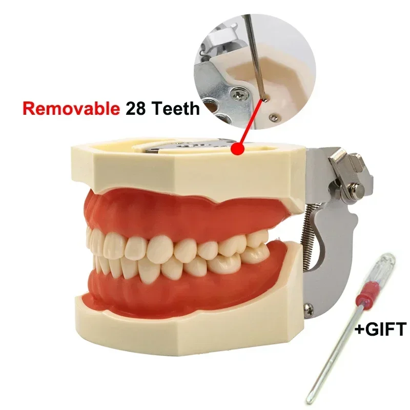 

Dental model Teeth model gum teeth Teaching Model Standard Dental Typodont Model Demonstration With Removable Tooth 200H