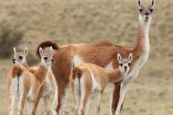 

Metal Wheelie Bar for Arrma 1/8 KRATON Typhon Outcast Notorious Talion RC Car Upgrade Parts Accessories