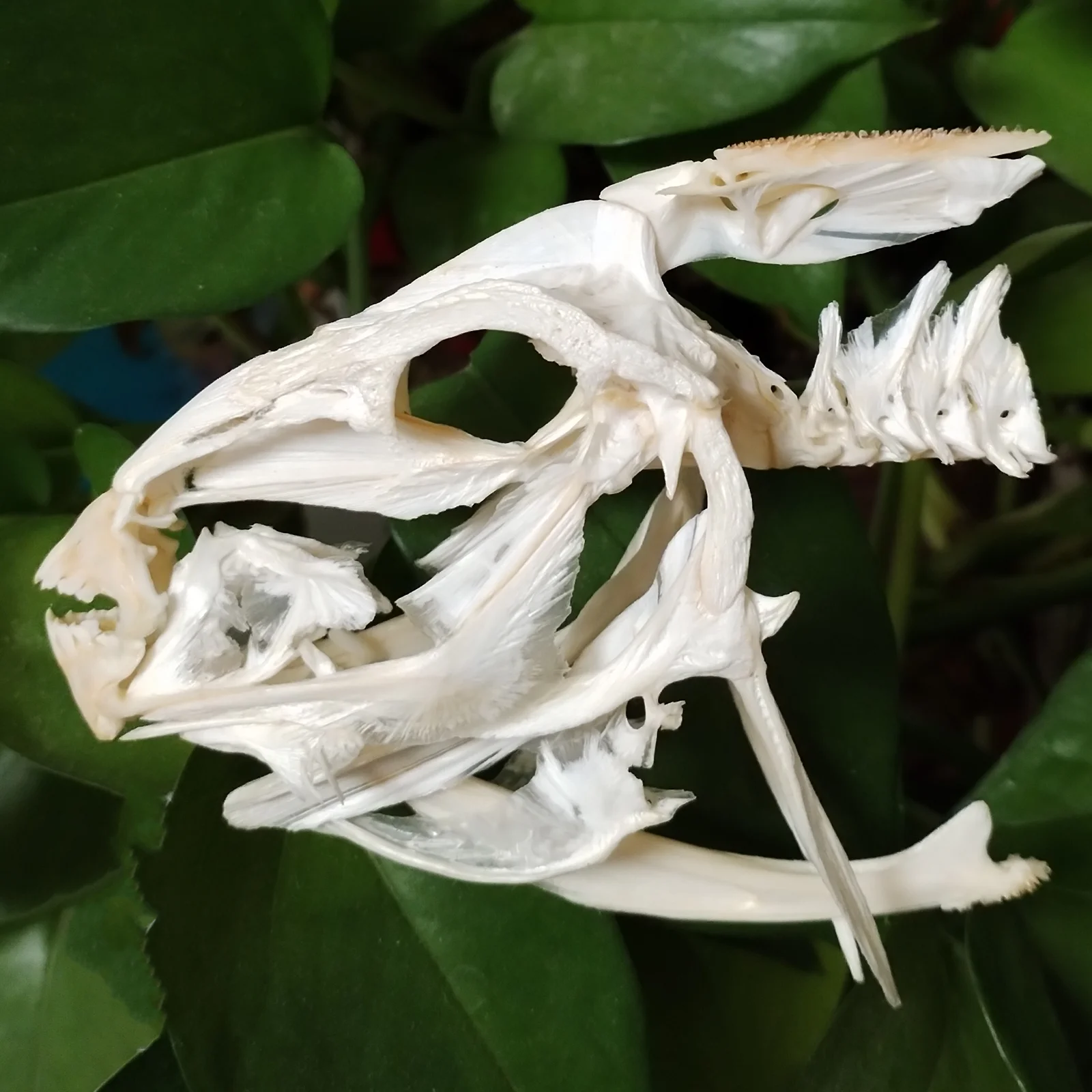 Triggerfishes Skull White Durgons Skeleton Sea Fish Specimen Bone Animal Model Taxidermy Science Education Special Gifts