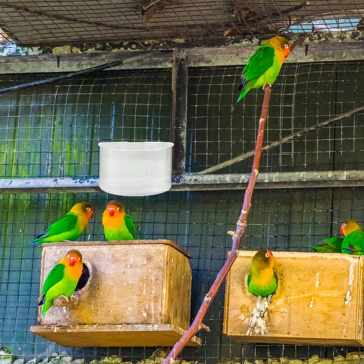 

12Pcs Plastic Bird Feeder Food Box Hanging Trough Durable Water Cup Bird Supply Feeder for Pigeon Easy Installation