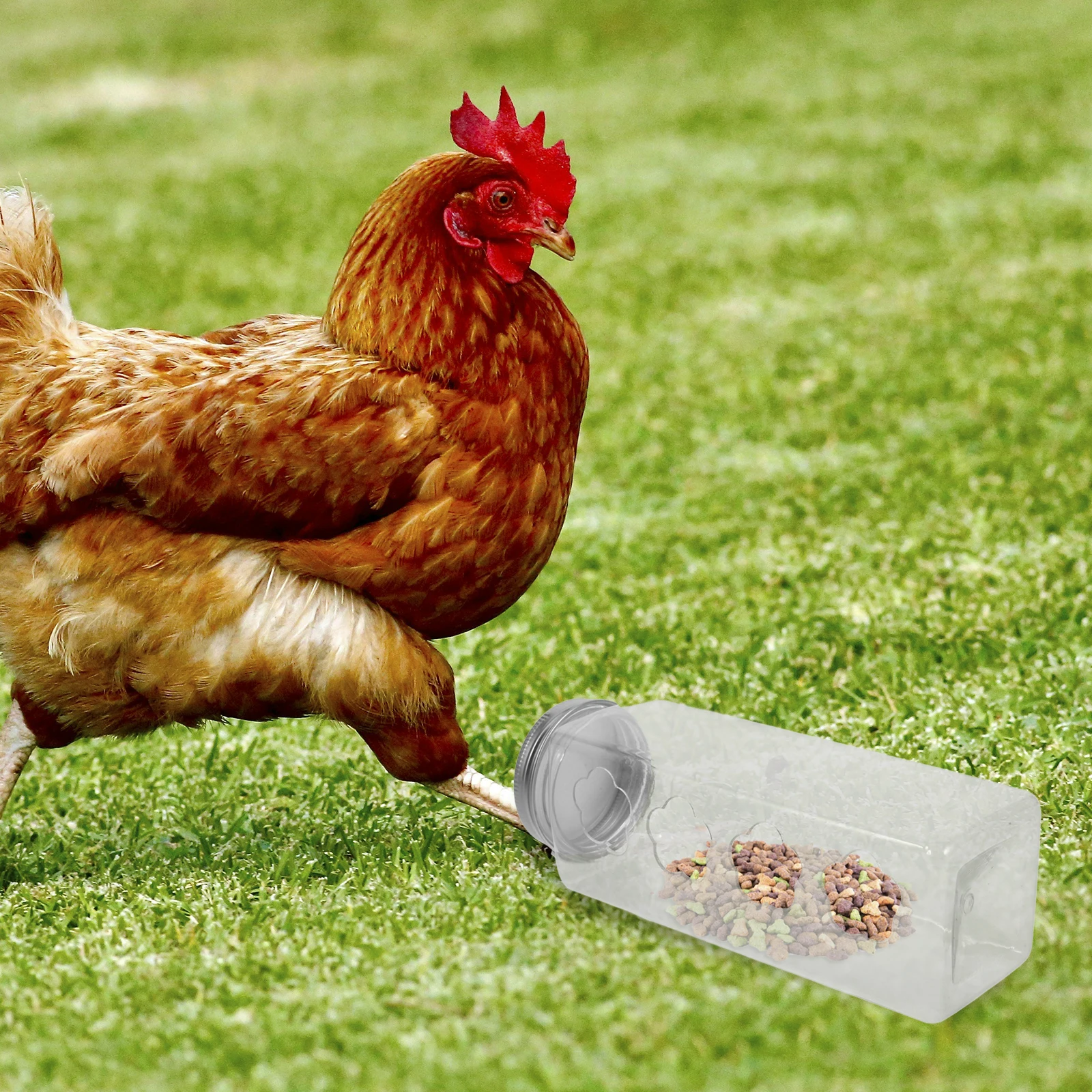 

Sturdy Transparent Rutin Chicken Feeder Water Feeding Tool Clear Food Container Durable Chicken Feeding Box For Small Chickens