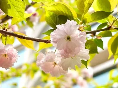 

Big Size 125mm 1.9 Beadlock Wheel Rim Tire Set for 1/10 RC Crawler Car Trxs TRX4 RC4WD D90 Axial SCX10 Pro Capra Redcat MST