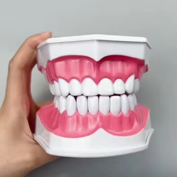 Teeth Model With Tongue & Toothbrush Dentist 2 Times Dental Model Teeth Brushing Models For Teaching Studying Brushing Education