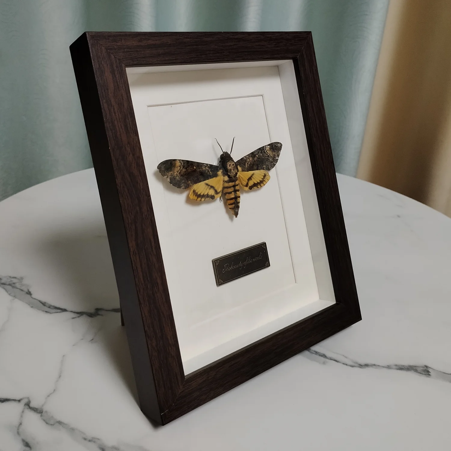 Real Acherontia Atropos Framed Death's Head Hawkmoth Taxidermy, Preserved Real Insect Specimen, Gothic Oddities Curiosities Wall