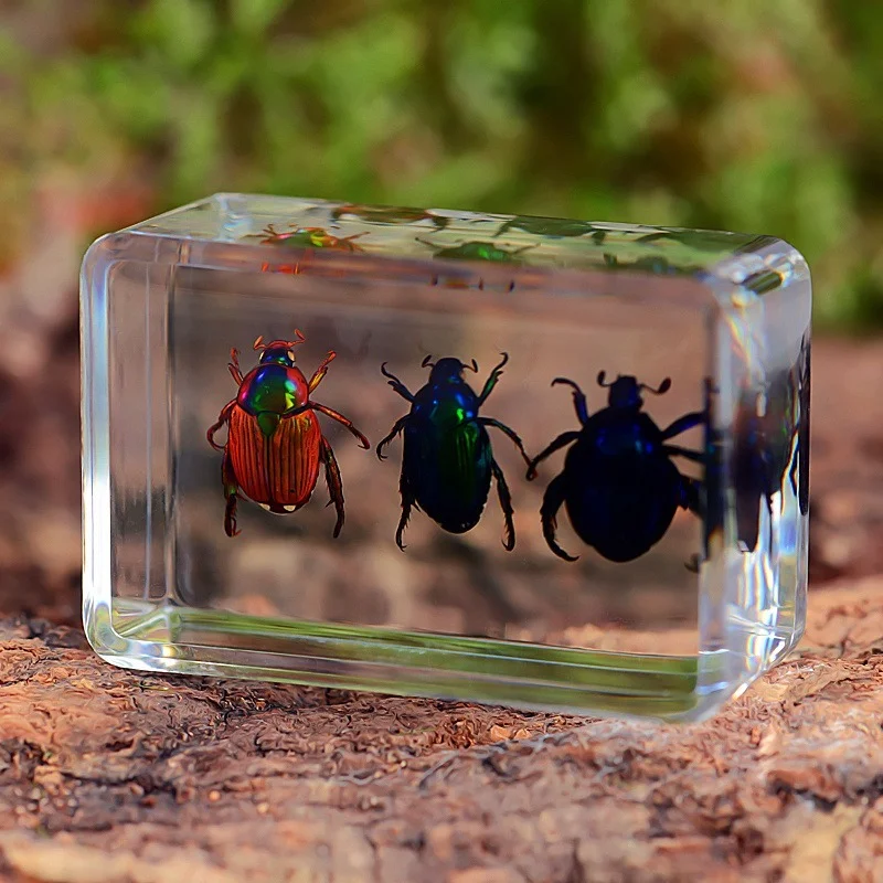 Insect Specimen Resin Small Ornaments Kindergarten Teaching Observation Toy Spider Beetle Scorpion Combination Real Specimen