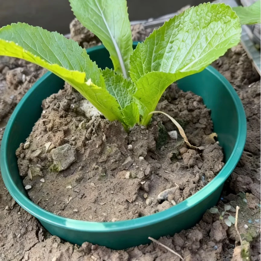 4pcs Plant Grow Ring Protective Round Deep Watering Circular Landscape Edging Planting Rings Garden Protector Garden Supplies
