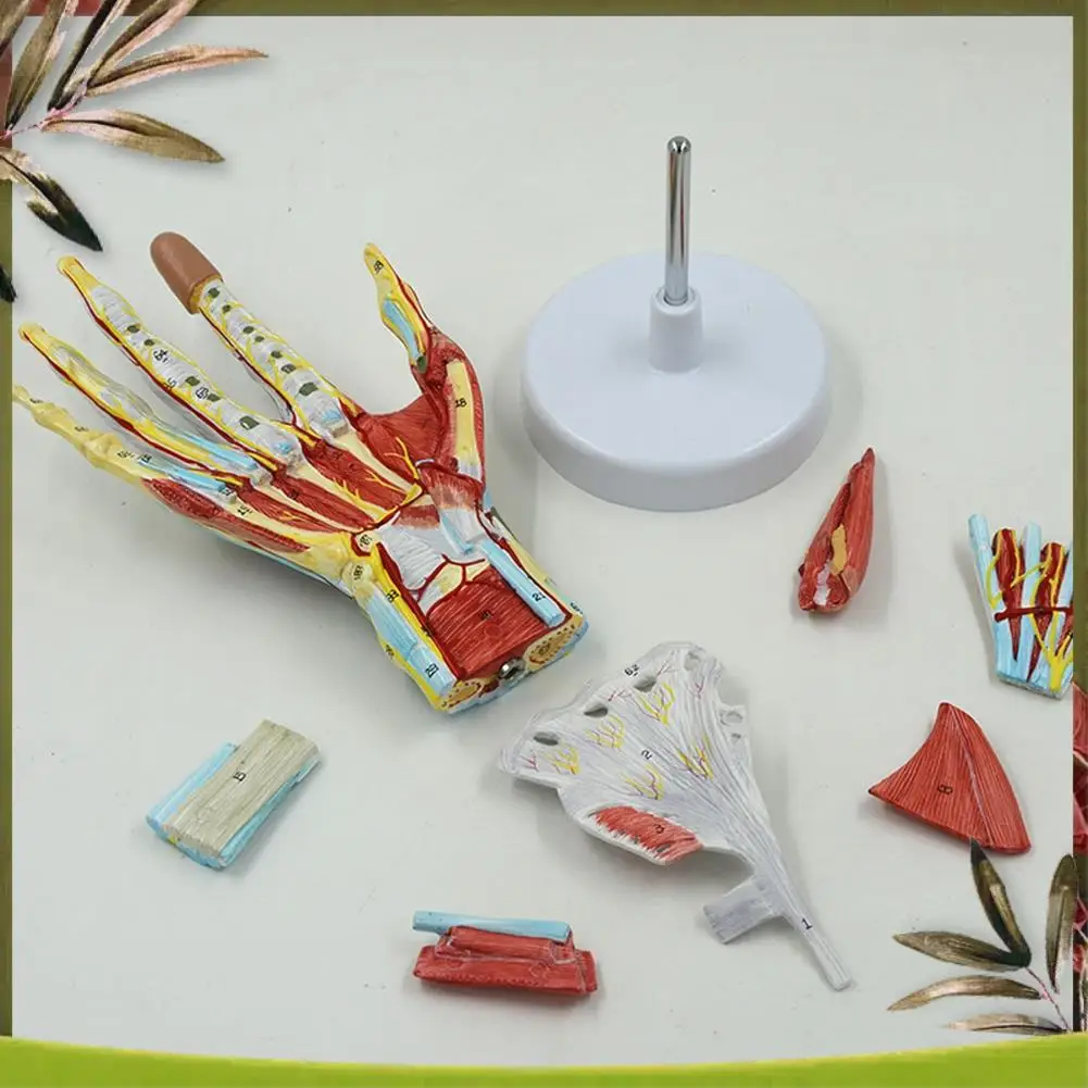 New- Anatomical Hand Skeleton Model With Muscles, Ligaments, Nerves And Blood Vessels, Hand Bone Muscle Teaching Aids
