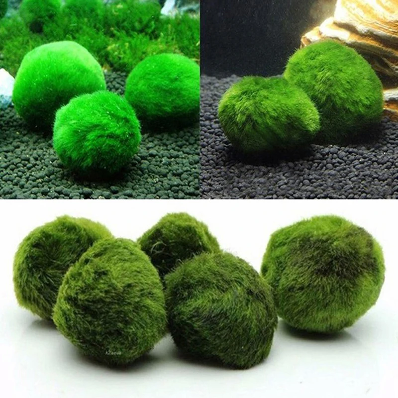 Bolas de musgo Marimo de 3-4cm, planta de acuario viva, algas, peces, camarones, adorno de tanque, bolas de algas verdes de simulación, Planta Artificial