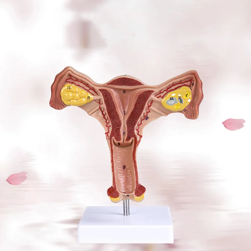 1:1 Human Female Uterus Ovary Fallopian Tubes Model Anatomical Human Anatomy Model Medical Teaching Tools