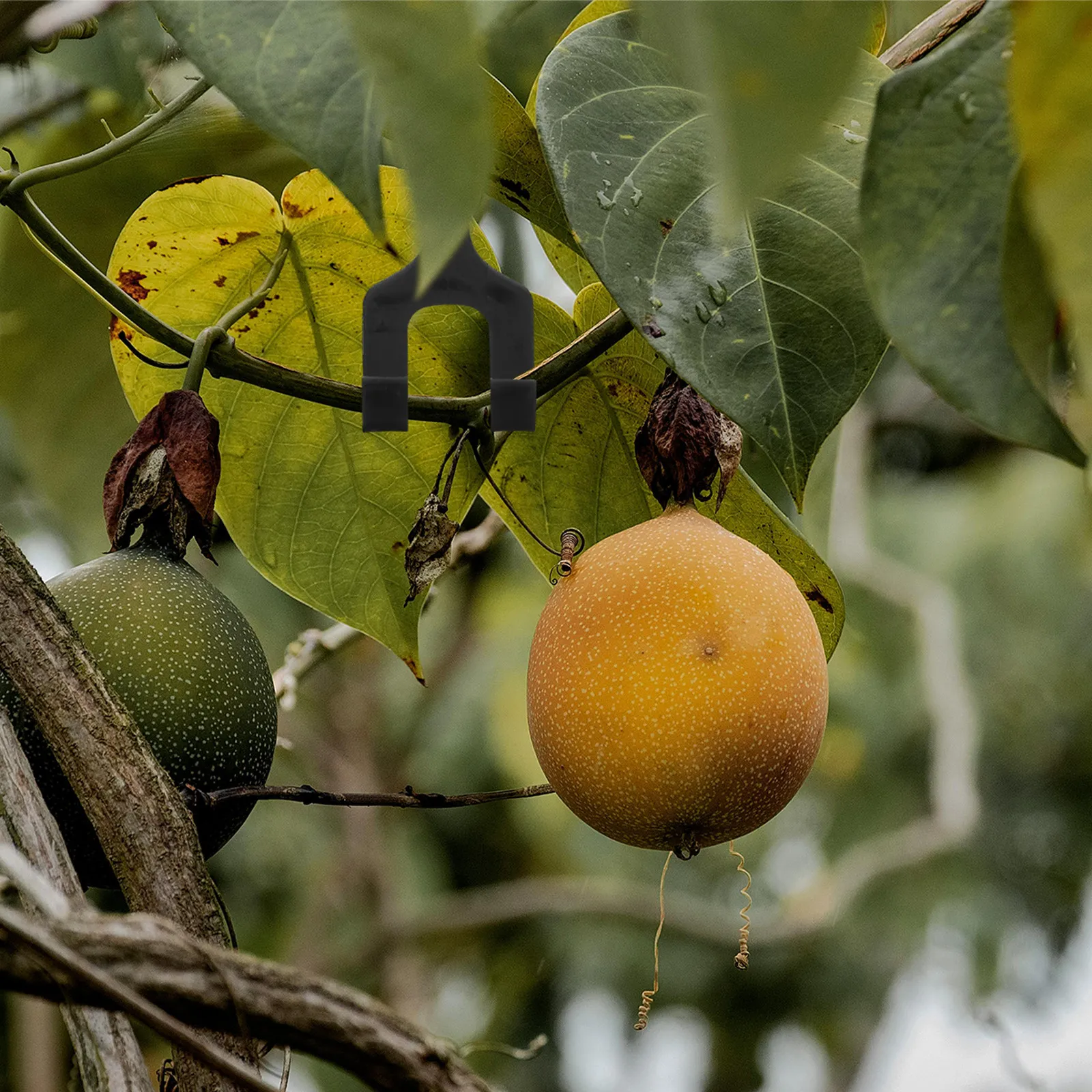 

50 шт. сверхпрочных креплений для растений, садовые зажимы для поддержки дынь, канталупы, томатов, садовые принадлежности, крючки для вьющихся растений
