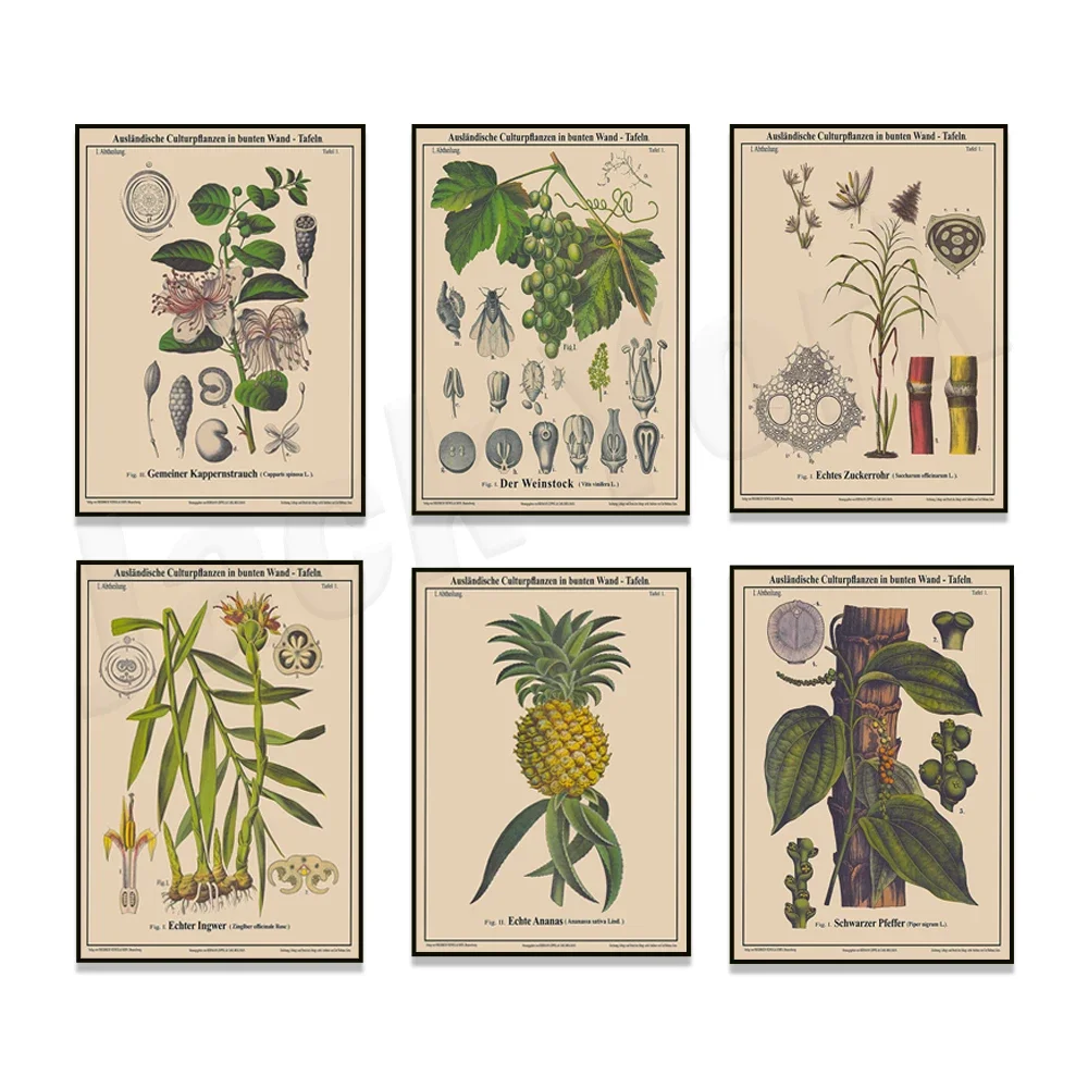 Sweet potato plant, walnut tree, laurel, pineapple, vine, tea tree plant, coffee plant, caper bush plant, ginger plant poster