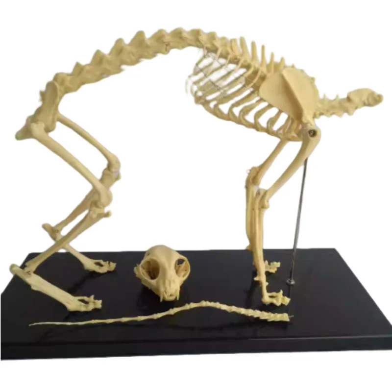 Cat skeleton, animal skeleton, animal skeleton, veterinary teaching AIDS, pet medicine teaching instrument model