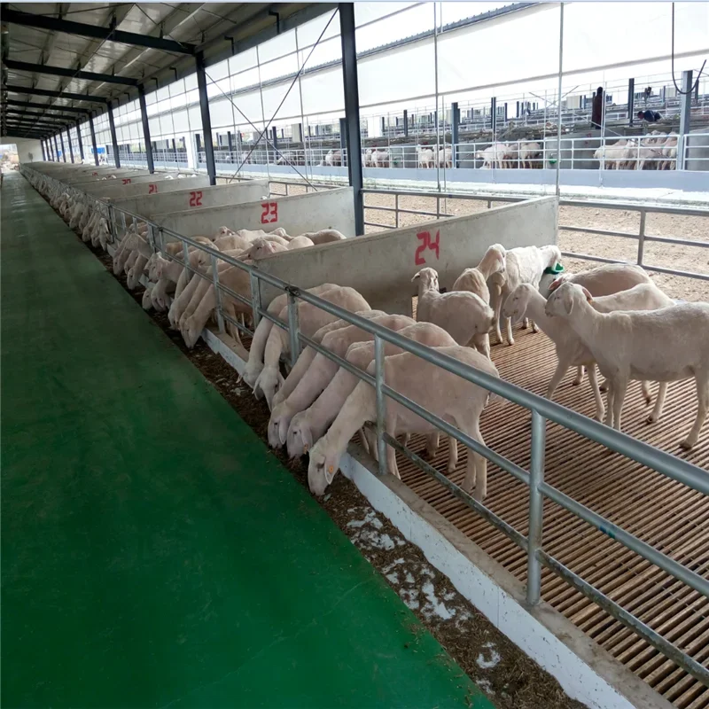 New and Used Farm Design Includes Sheep Goat Cow Beef Cattle Animal Farm with Reliable Engine Budget-Friendly Solution