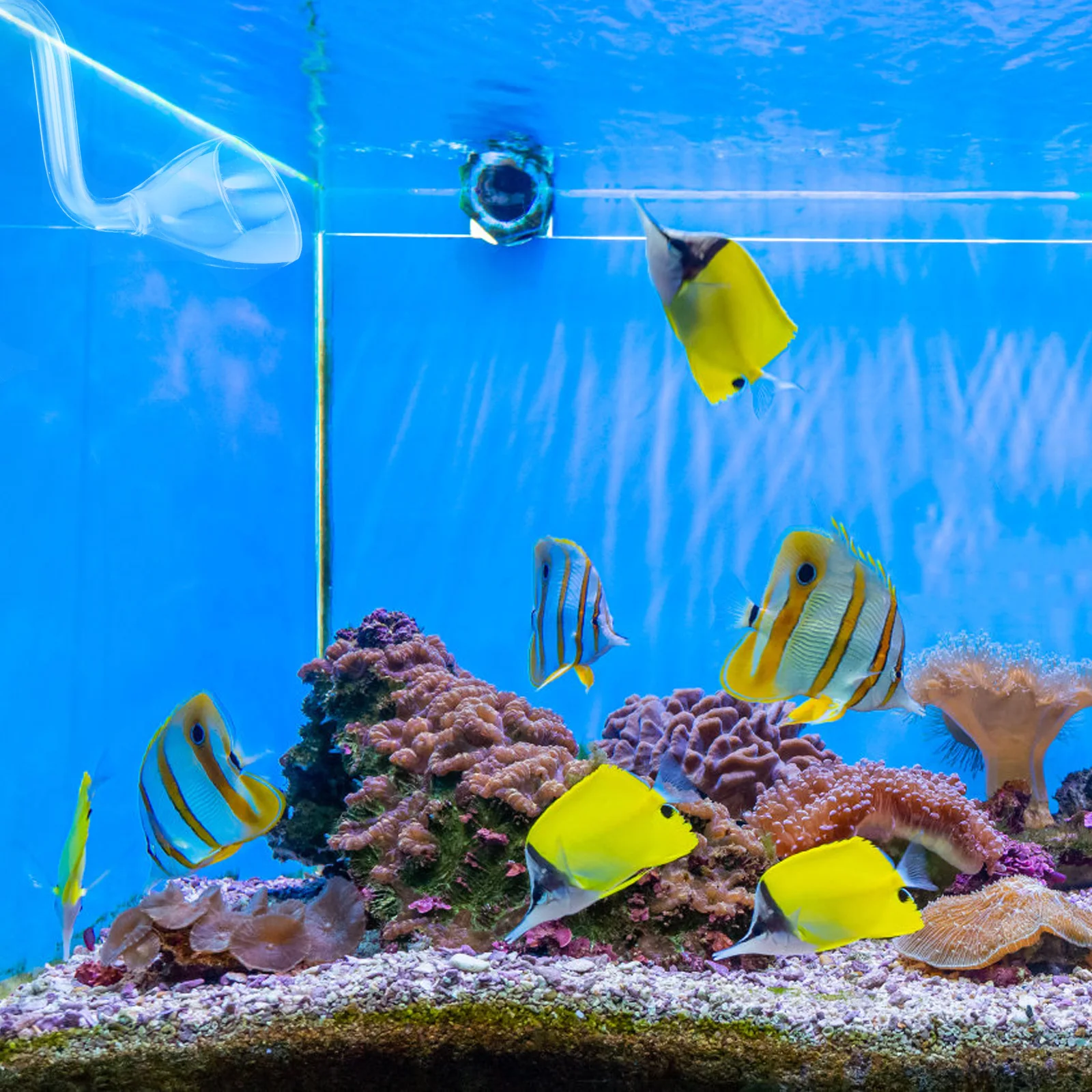 

Glass Aquarium Water Siphon Pump Pipe Bell Mouth Shape Filter Pipe with Adjustable Flow for Fish Tank Aquarium