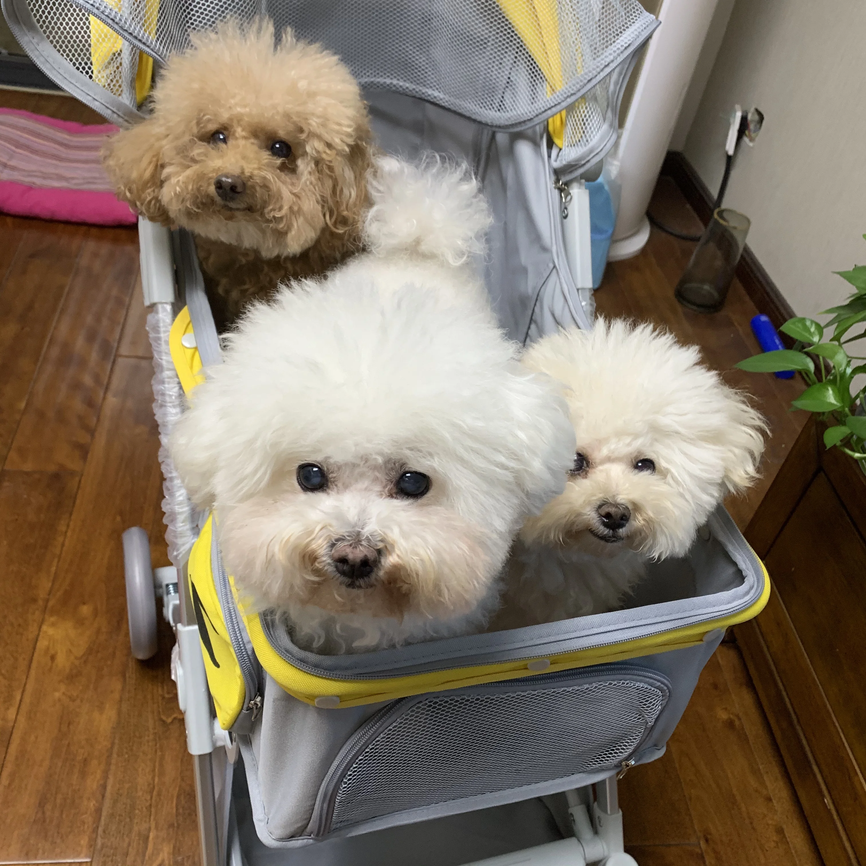 Poussette pour animaux de compagnie 3 en 1, système de voyage multifonctionnel pour animaux de compagnie, cadre pliable en aluminium à 4 roues et doublure amovible