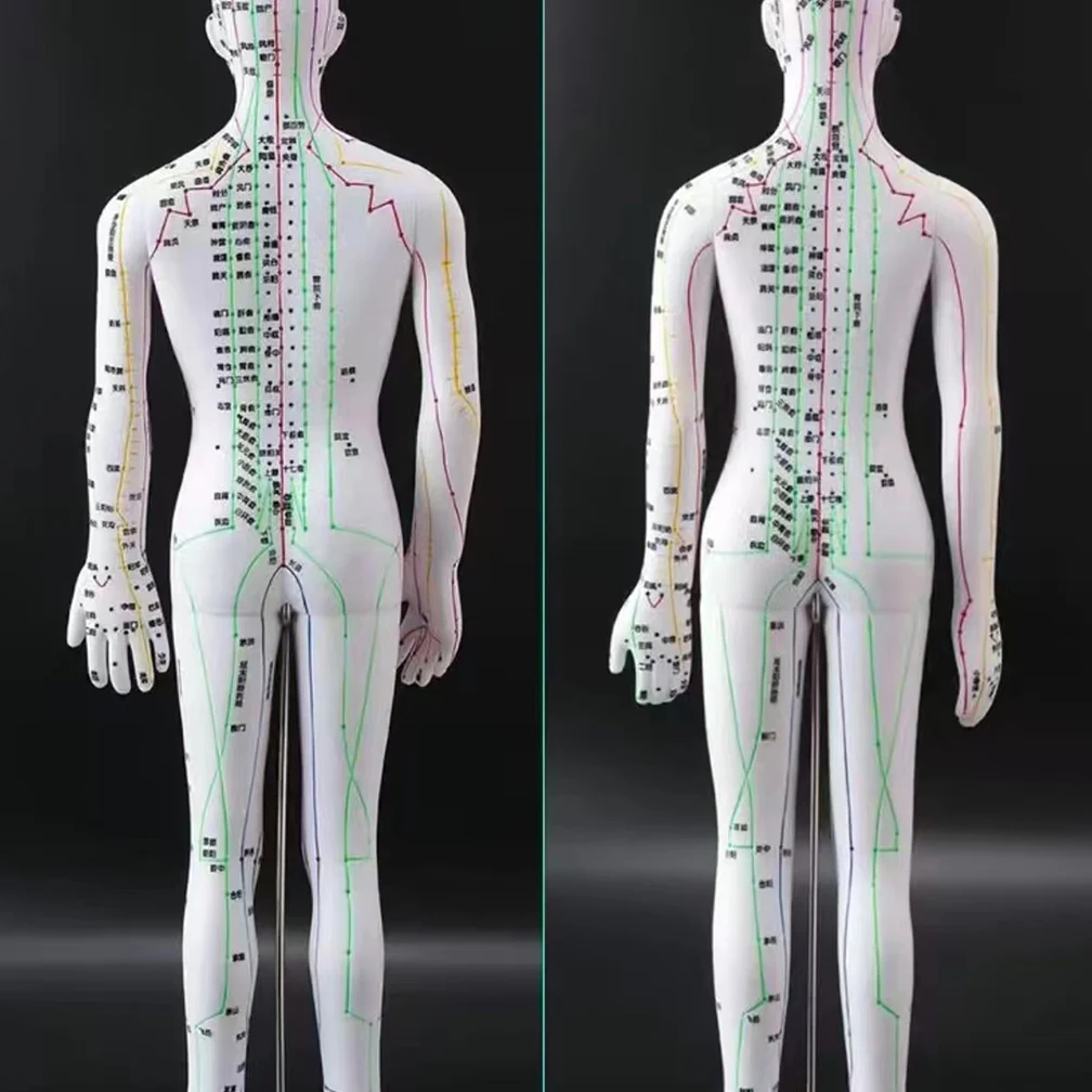 Modelo de meridianos de hombre/mujer, medicina china, 52CM/40CM, modelo de acupuntura del cuerpo humano, electrodomésticos de enseñanza médica, 2