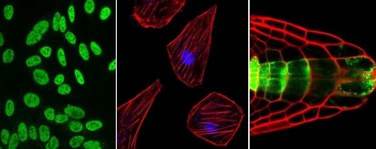 Microscopio de fluorescencia invertida objetivo Boshida BD-NIB910 APO con iluminación LED de contraste de fase