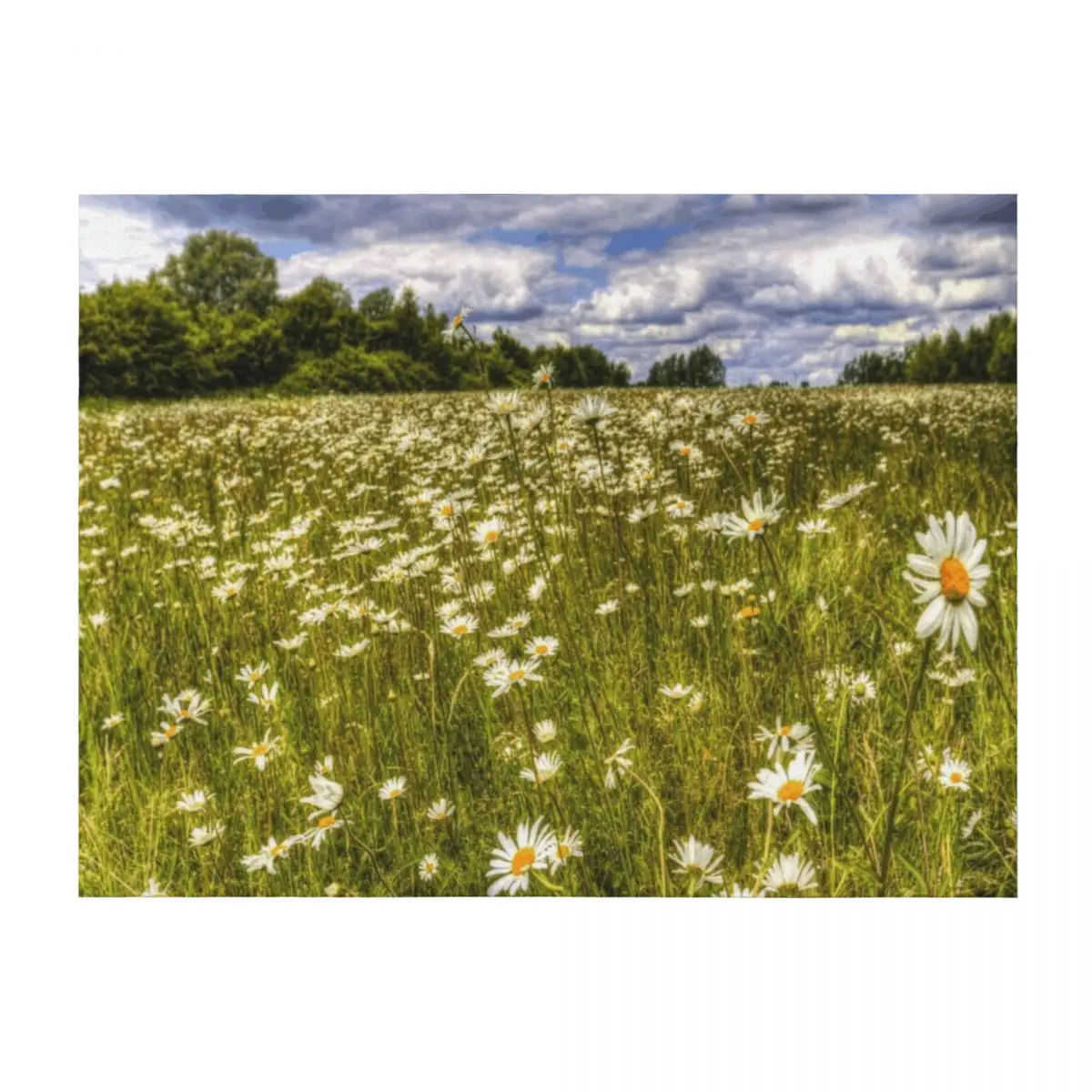 

Summer Daisy Field Throw Blanket Thins wednesday Nap Soft Big Blankets