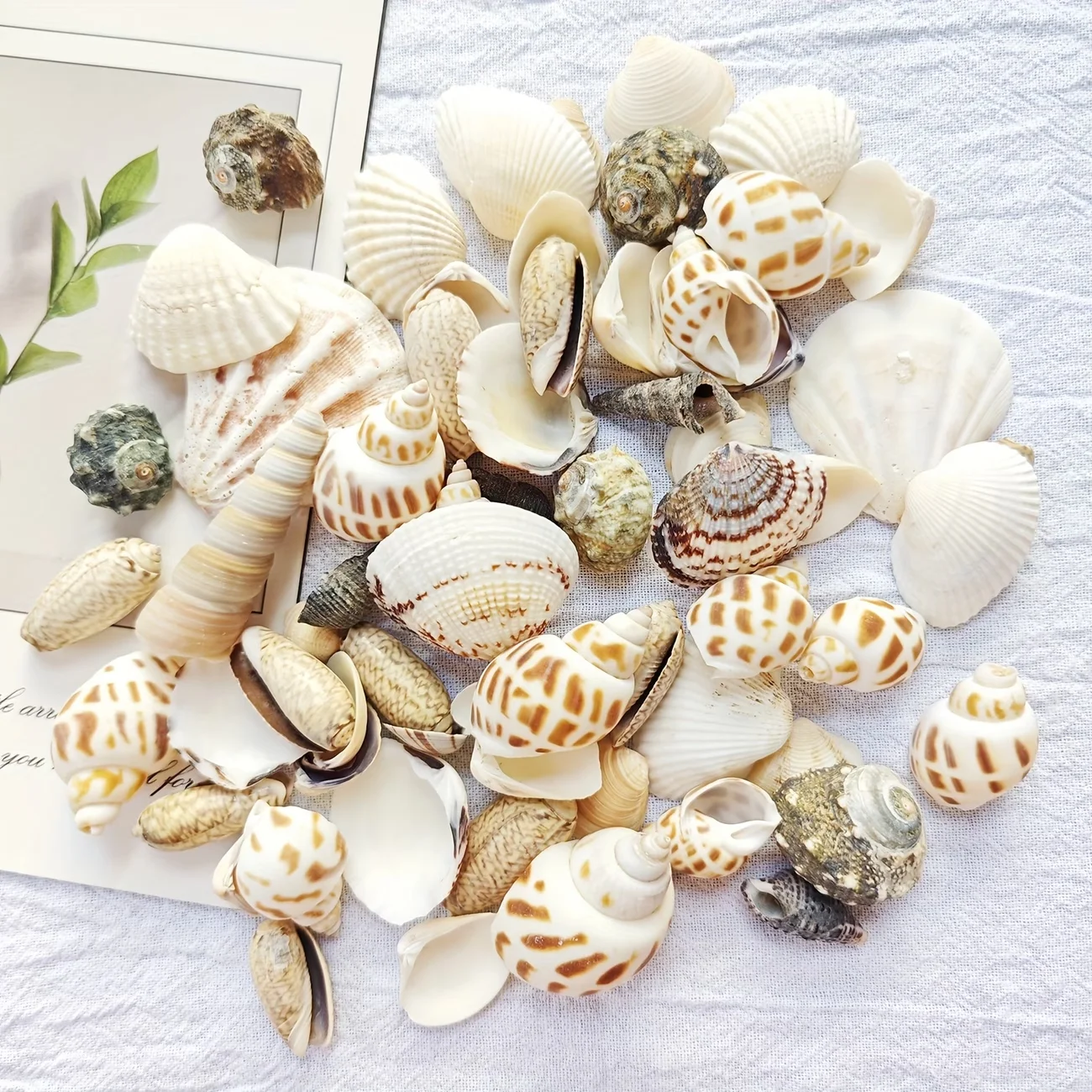 100g Meereswind-Muschelmix, Einzigartige Vielfalt an Schneckenschalen, Geeignet für Bodendekoration, Dekorative Muscheln für Aquarien