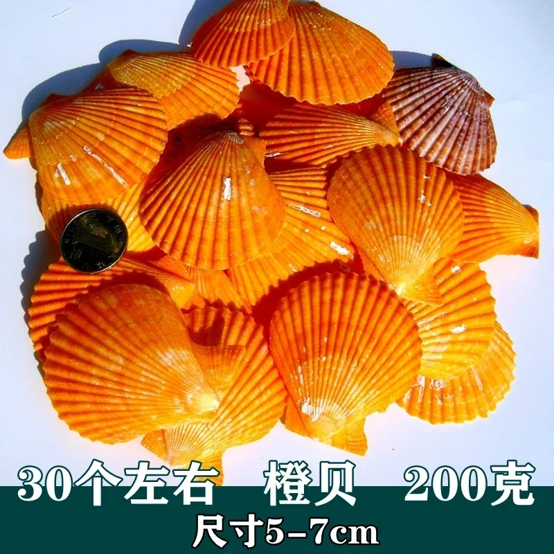 محار محار طبيعي مصنوع يدويًا ، جوز هند سكالوب ، ذيل طائر ، حوض أسماك ، أرضية ، نافذة عرض ، حائط ، هوية ، صناعة يدوية #3