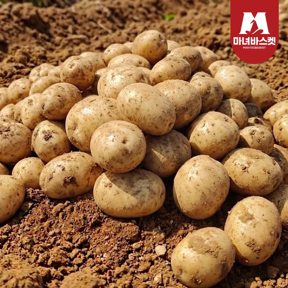 [Maheba Basket] Direktversand aus dem Gebirge: Porzellanweiße Kartoffeln, Süßkartoffeln, Großpackung 3kg (70-130g pro Kartoffel)