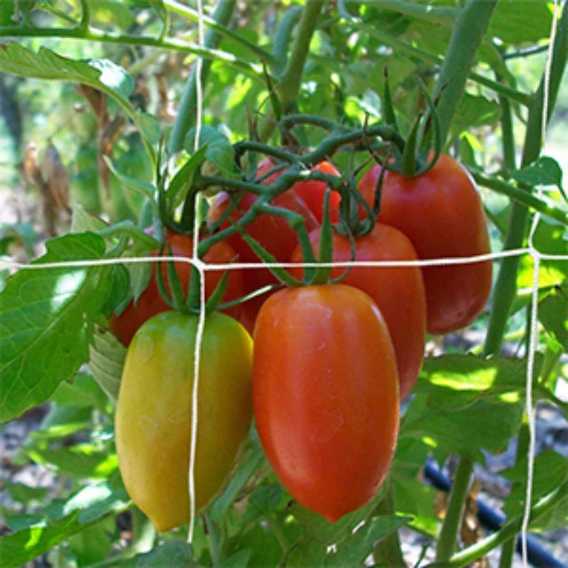 Rete a traliccio per piante da giardino multiuso supporto per piante in poliestere resistente vite rampicante idroponica accessori per reti da