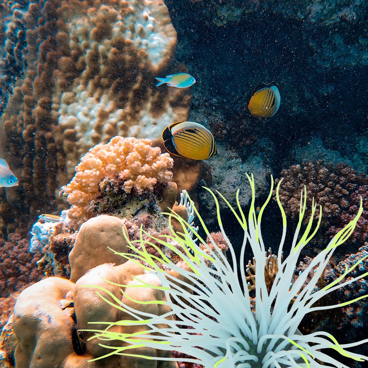 

Multicolor Simulated Coral Fish Tank Decoration Decorations Water Artificial Ornament