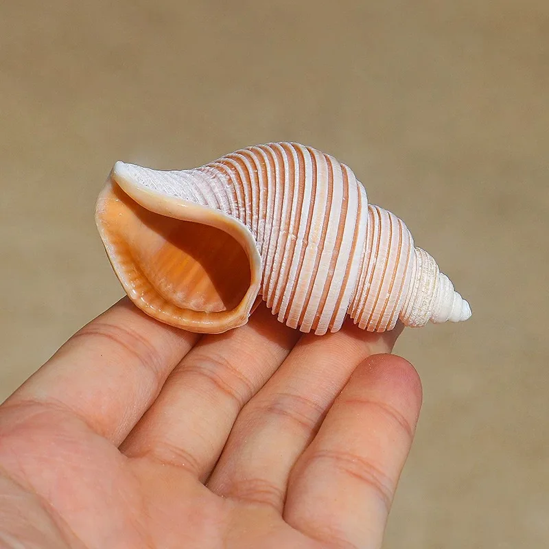 Jomon Esnail Natural Rare Conch Shell Specimen Snail Mediterranean Home Collection Ornament Fish Tank Landscaping Russian Snail view 3