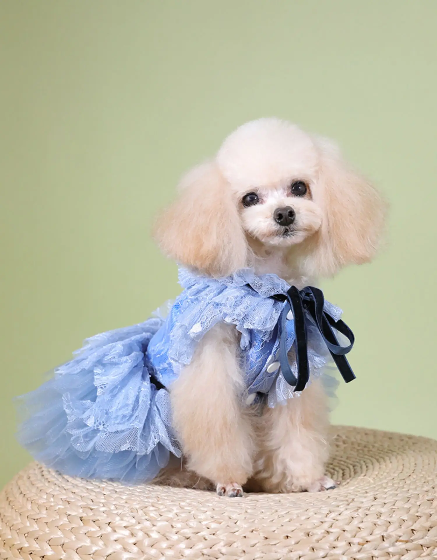 Pure handmade Pet clothing new bow dress Teddy Bichon Bear dog cat out traction buckle skirt