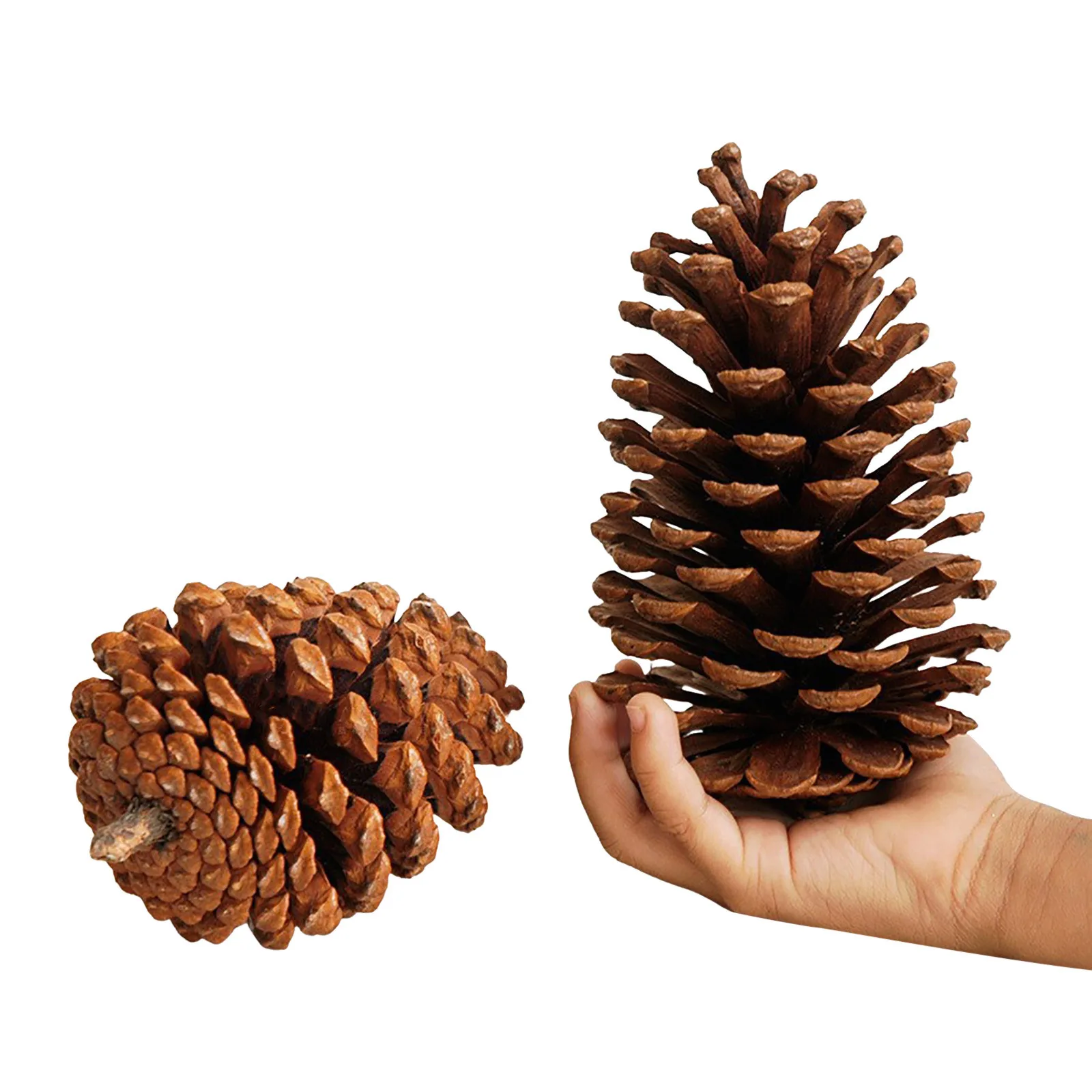 3.5 5inch Natural Large Pinecone Christmas Natural Pinecone Ornaments Big Pinecones For Autumn And Party Decorations For Kids