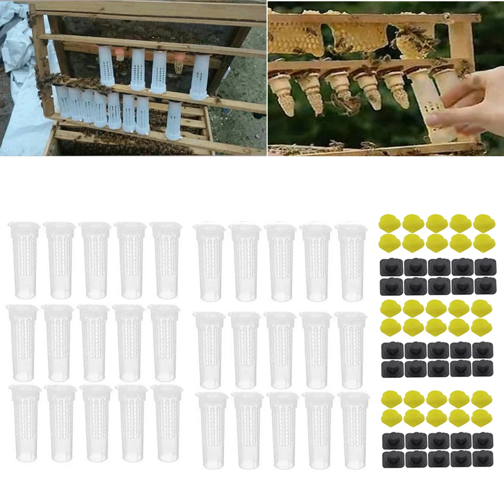 

30PCS Beekeeping Plastic Cover Cage For Sealed Introduction Virgin Queen Cells Protection Anti Spado Bite Newborn Bee Tools