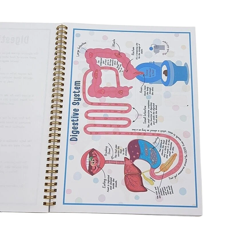 Menschliche Anatomie Beschäftigt Buch Menschliches Organ Spiel Vorschule Interaktive Anatomie Beschäftigt Buch Für Kinder Montessori Spielzeug Lernen Erkenntnis
