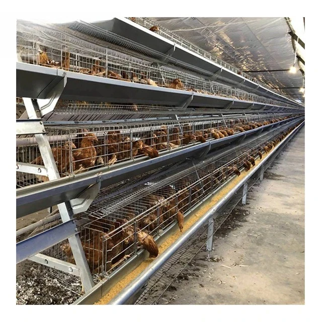 

For Guinea Poultry Farming Equipment A Type Layer Chicken Cage with Automatic System for Sale