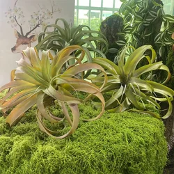 30g/50g/100g Artificial Garden Fabric Moss Outdoor Camouflage Green Plants Indoor Bonsai Flower Decoration mini Landscape Lawn