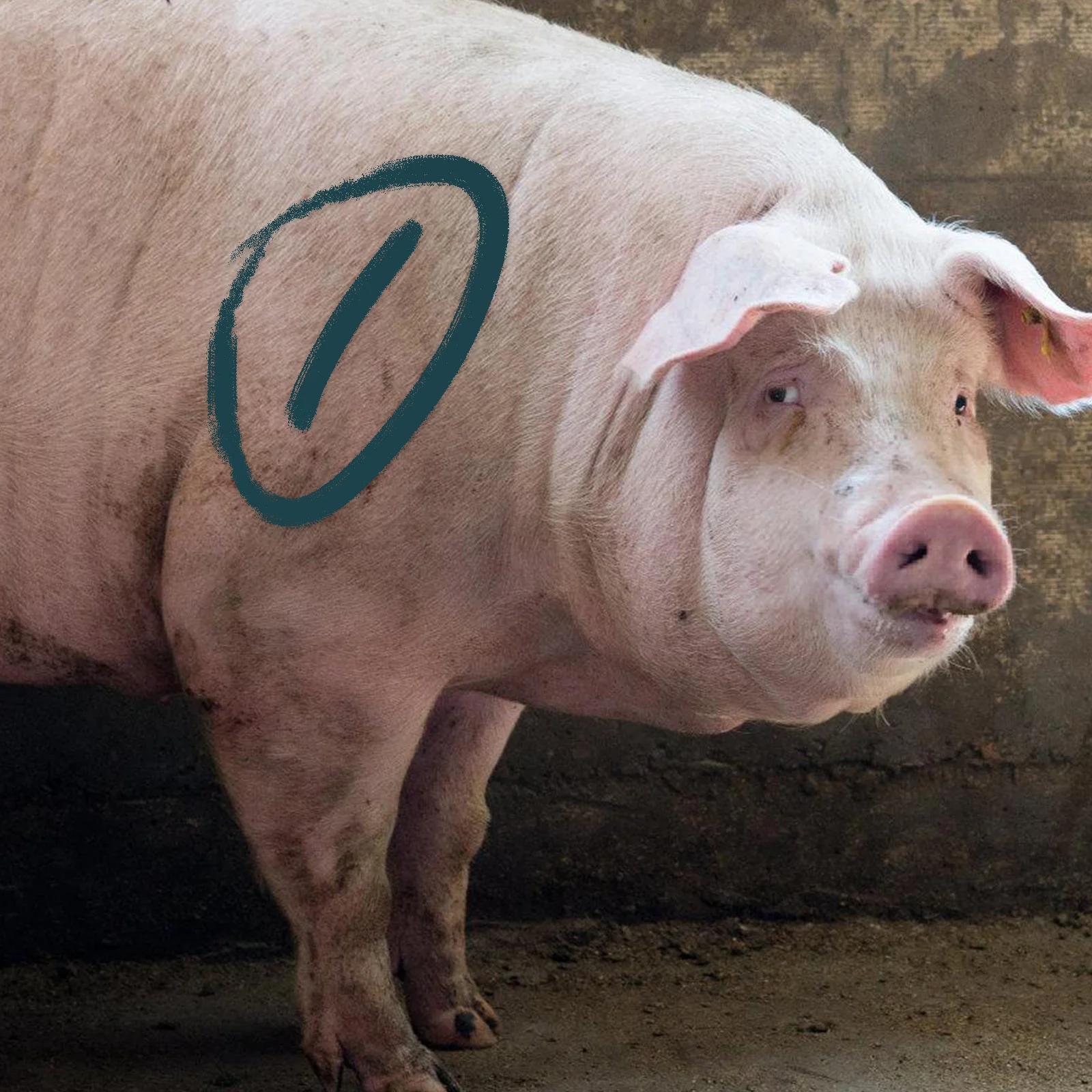 

5Pcs Livestocks Identification Marking Crayon High Visibility Marking Color Sticks for Cattle Sorting Grading Inoculation Green