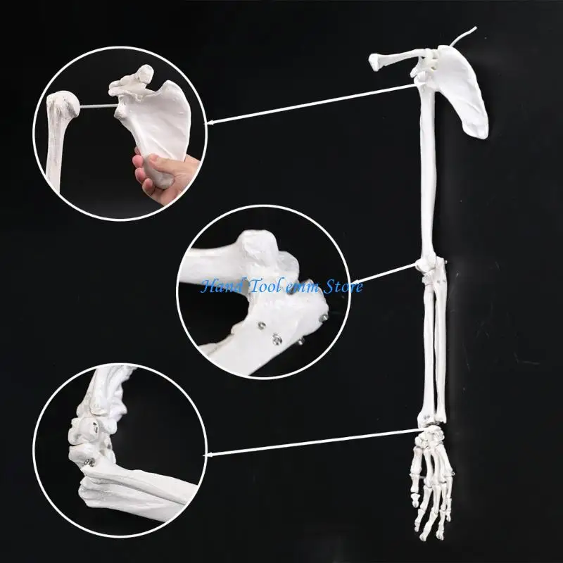 H37F Functional PVC Left or Right Arm Skeleton Model Scapula and Clavicle Structures