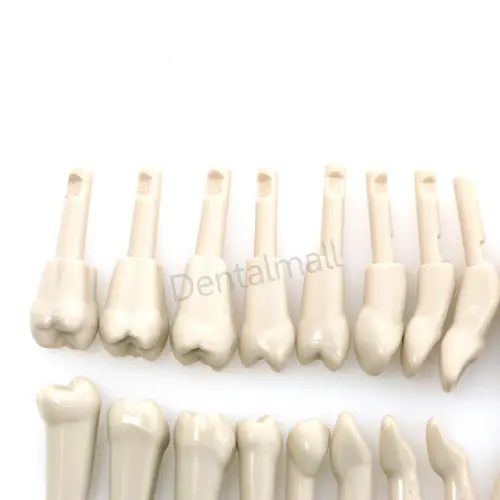 Imagen 2 del producto Modelo de dientes dentales extraíble, Compatible con KaVo Basic, mecanismo de retención de dientes, práctica y enseñanza