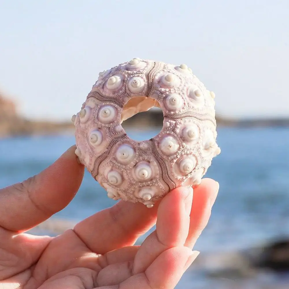 Authentic Sea Urchin Ornament For For Zhuolangge Natural Artistic Home Decor Air Plant Base Aquarium Landscape Accessory
