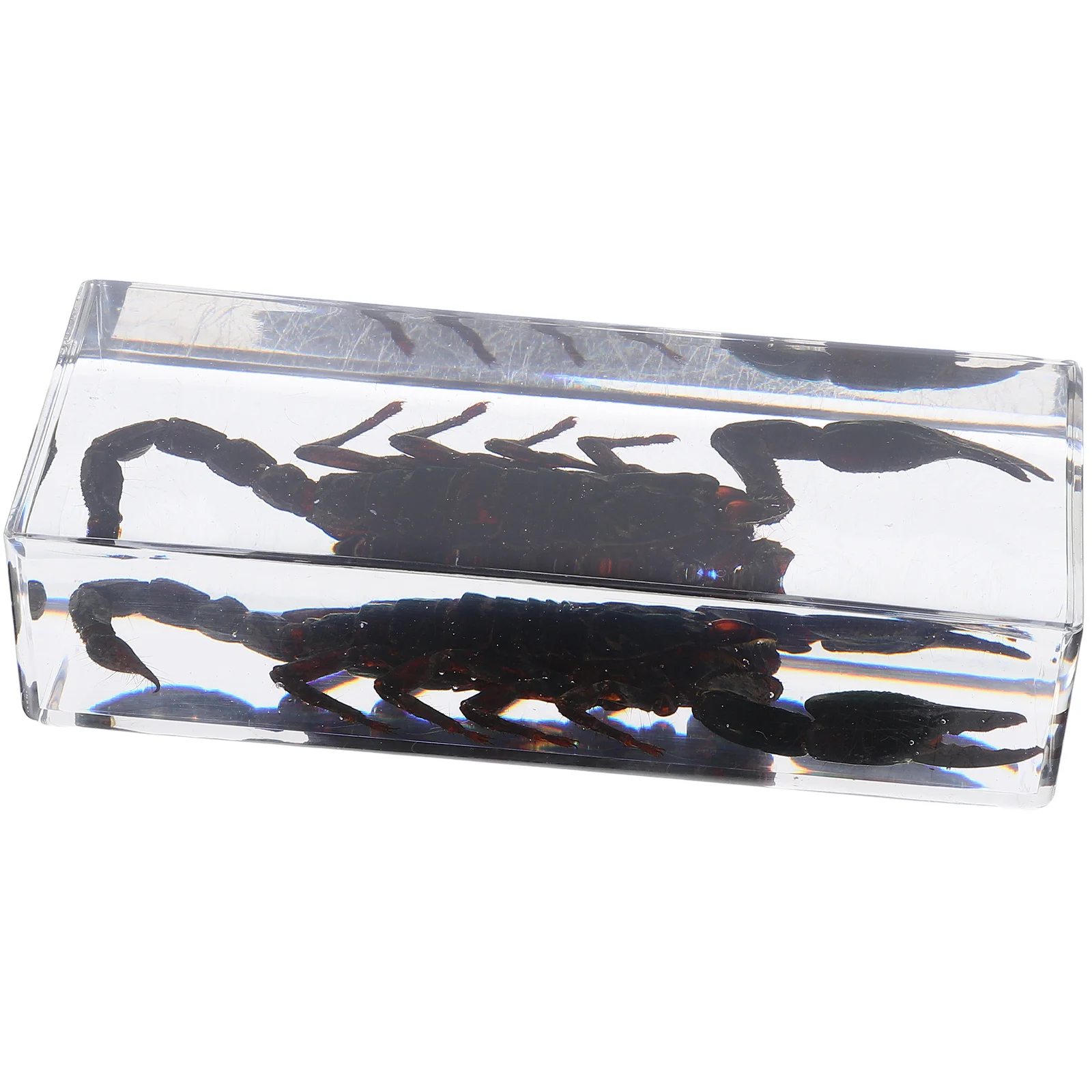 

Scorpion Insect Specimens Preserved Realistic Resin Paperweight Office Desk Science Education Scientific Resin Bugs Collection