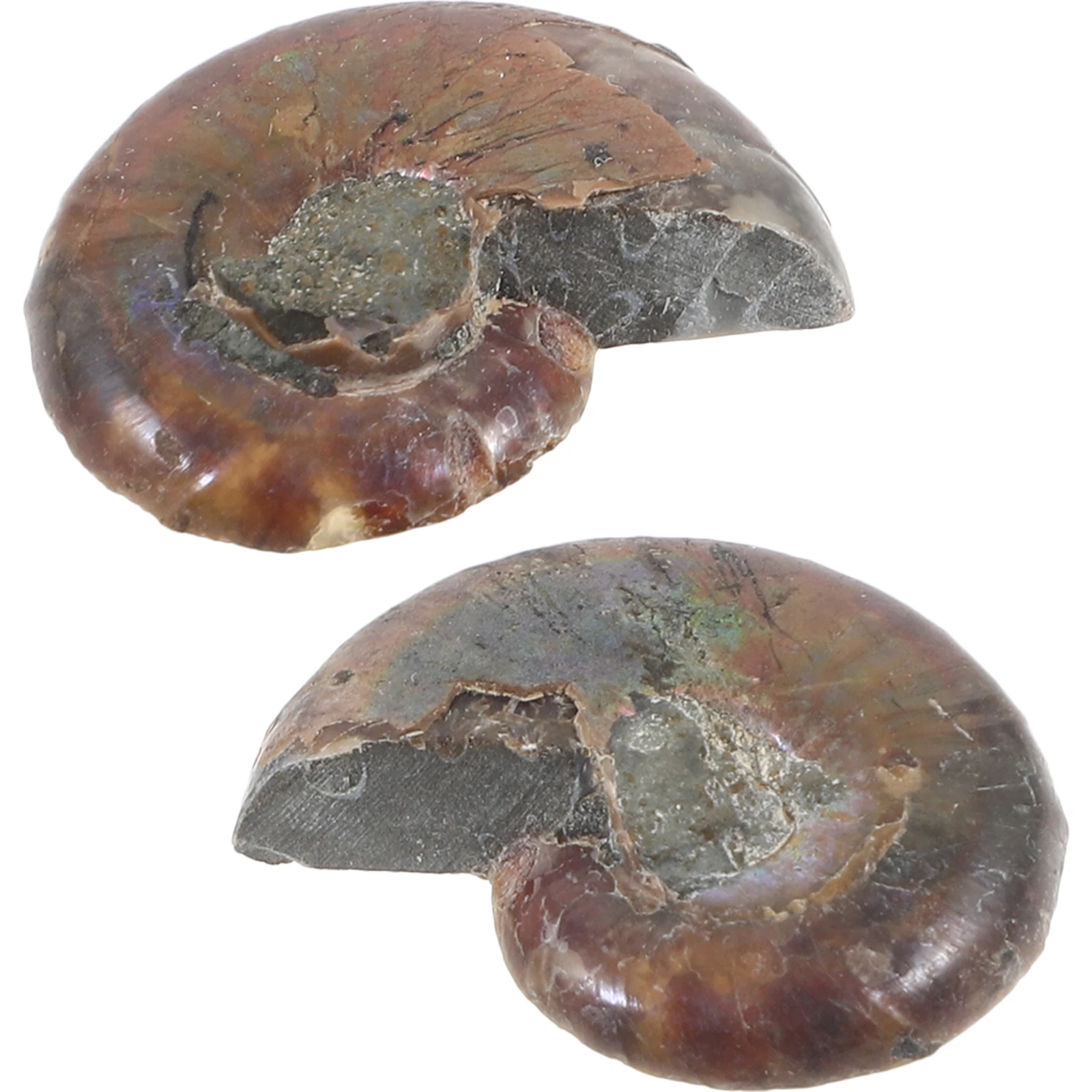 2 Pcs Ammonite Specimen Decoration Models for Kids Fossilized Boys Toys Crystal