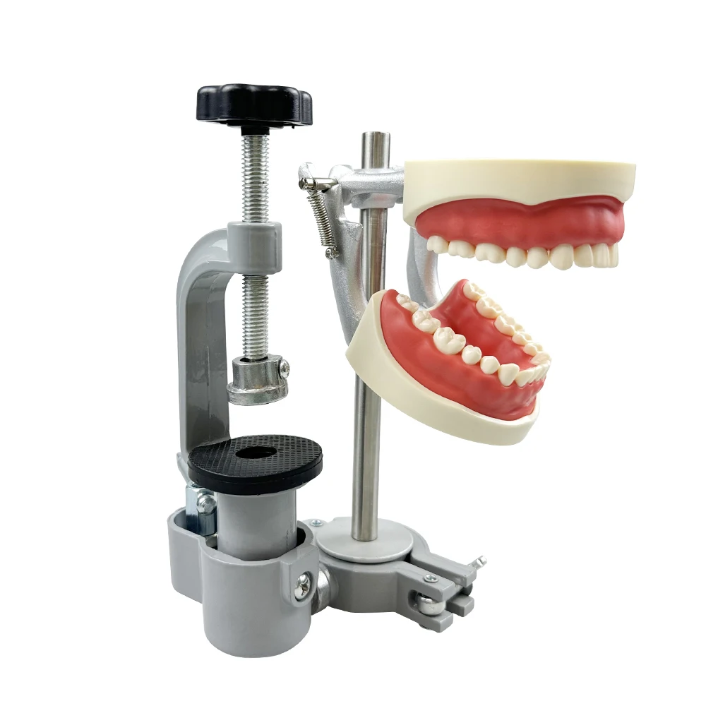 Dental Typodont Dentoform with Table Mounting Pole Clamp, 28/32 Removable Screw-In Teeth for Dental Preclinical Practice