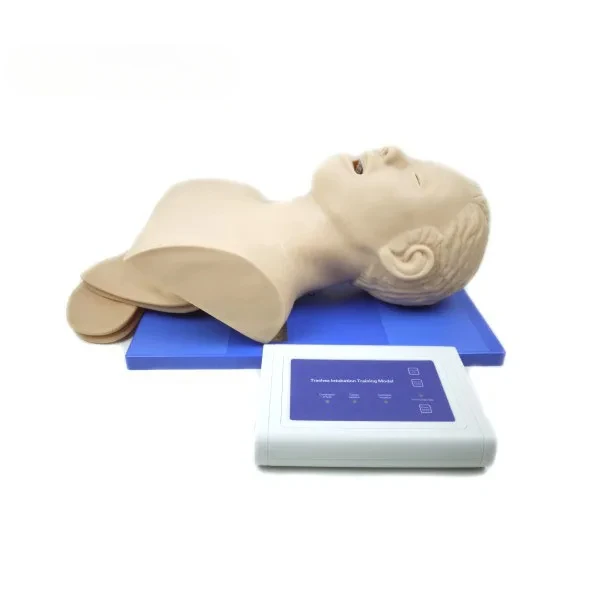 FOR Adult airway trachea intubation model, Adult airway intubation manikin