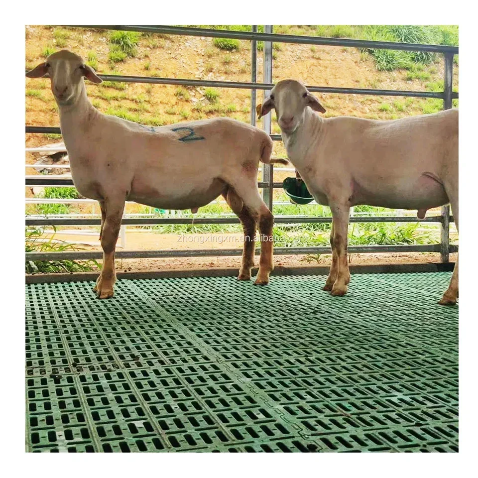

60x60cm 70x70cm 50x60cm New Pattern Super Strong Load-bearing Goat Slat Floor Plastic Goat Slatted Flooring for Livestock Farm