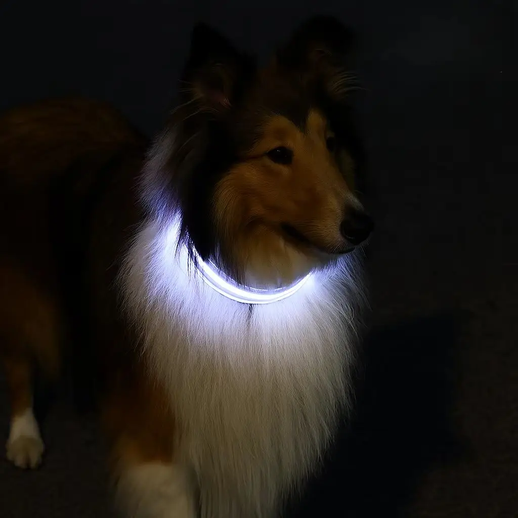 Collier rechargeable avec lumière LED