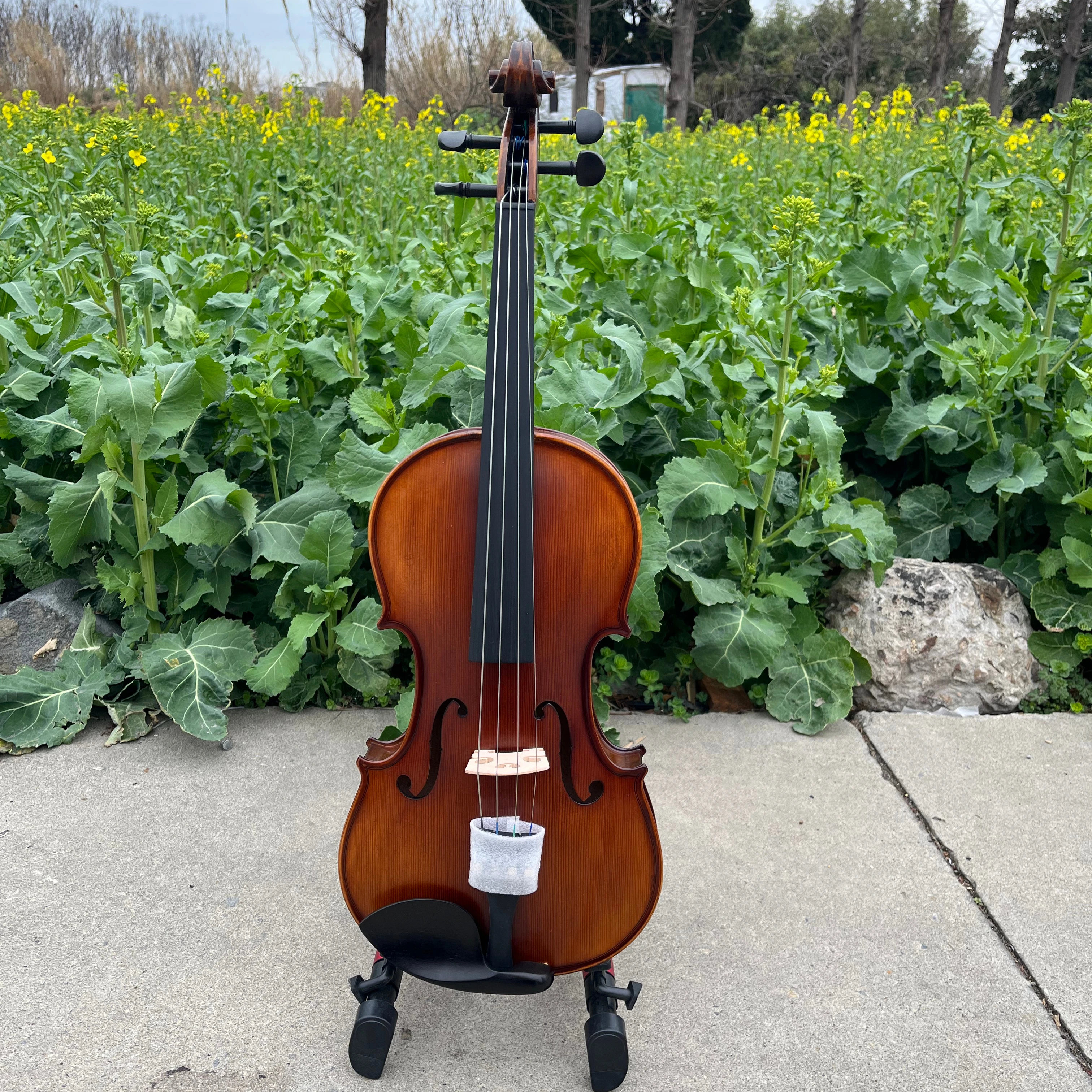 Musical Instrument All - Professional All Solid Viola 4 String