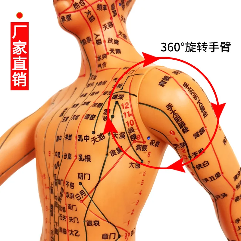 Human acupuncture point model acupuncture meridians teaching small bronze person super clear body 12 meridians human model