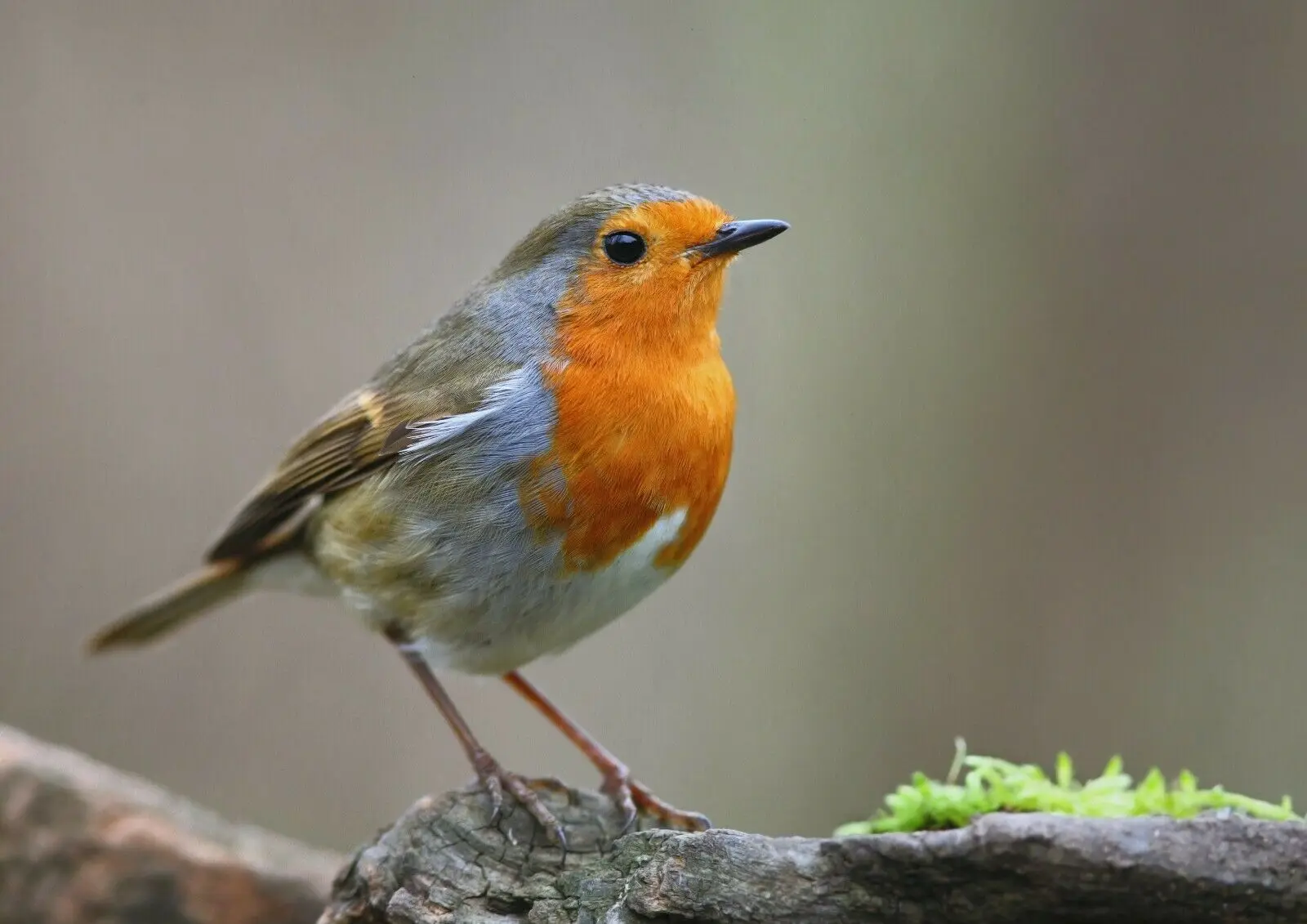 

Cute Red Robin Wildlife Bird Gift, Art Picture Print Silk Poster, Home Wall Decor