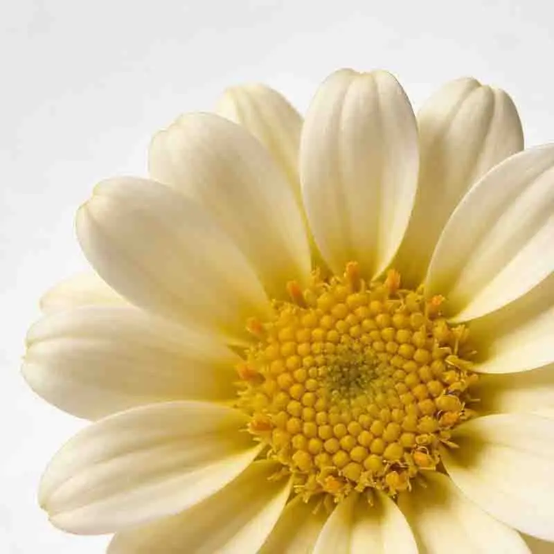 

Бесколлекторный двигатель T-MOTOR AS2820 (AS 2820) с длинным валом, KV880, KV1050, KV1250 для FPV-дронов и радиоуправляемых самолётов