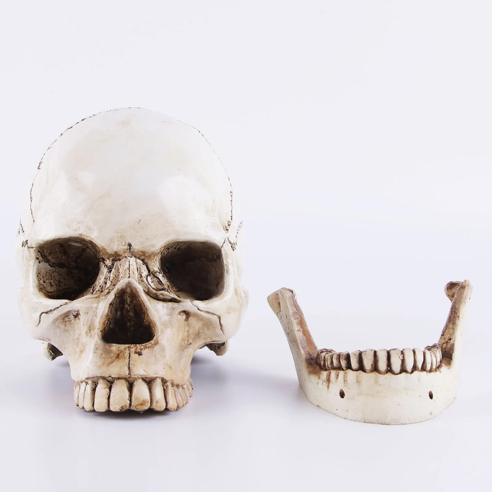 Halloween Human Head Skeleton Movable Halloween Decorations Resin Life Size Skulls Lifesize Decor Realistic Crafts Decorations